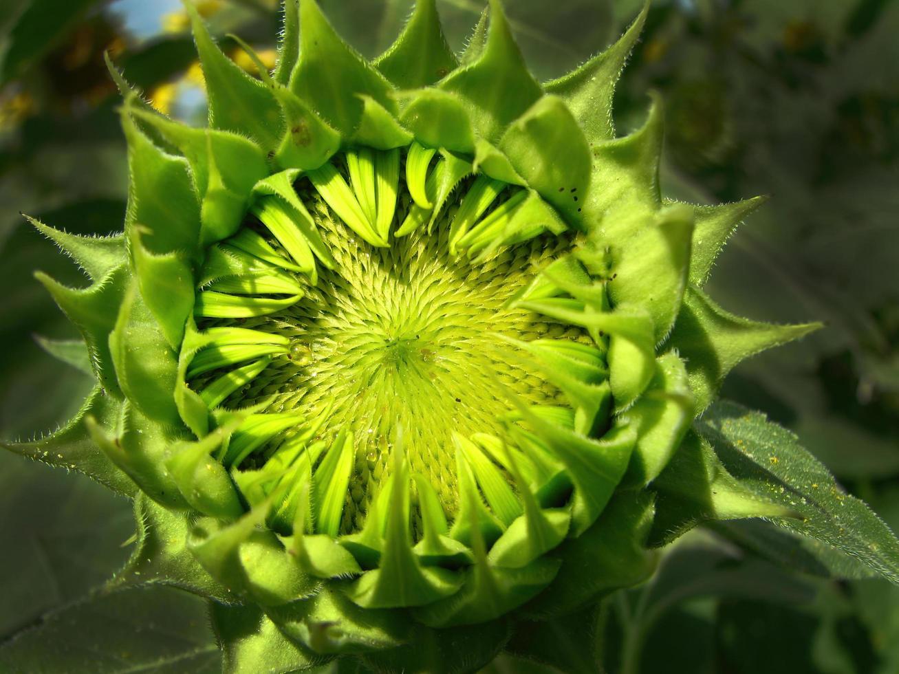 close up Baby Sunflower green color in the field for background