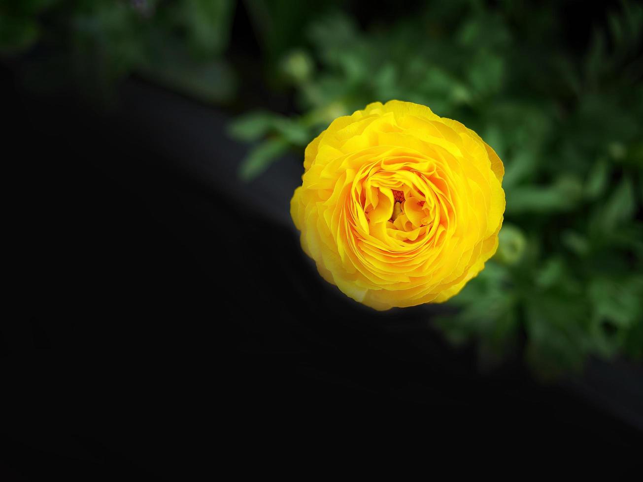 sola flor de color amarillo brillante en fondo de tono oscuro para papel tapiz con espacio de copia foto