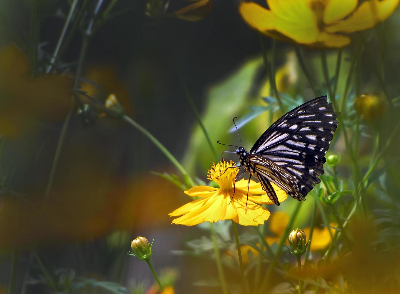 una mariposa que tiene néctar de flores de caléndula de árbol, papel tapiz natural foto