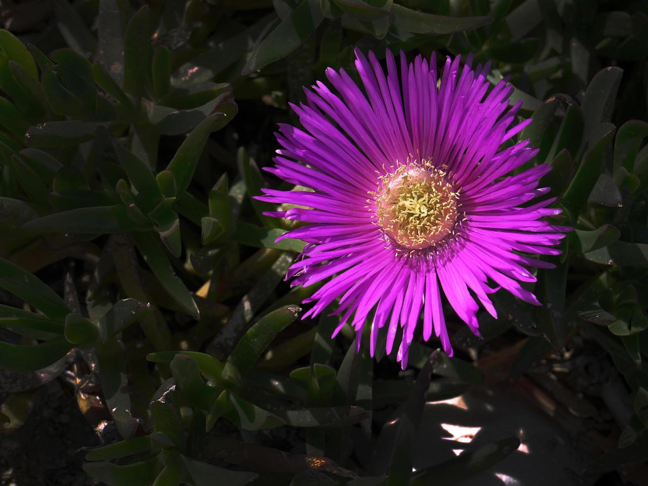 Single Colorful vivid magenta flower in dark tone background for wallpaper photo