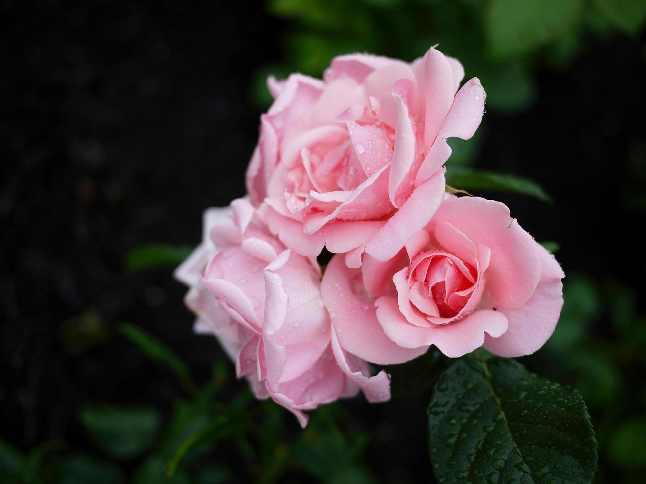 primer plano rosa ramo de rosas con gotas de lluvia foto