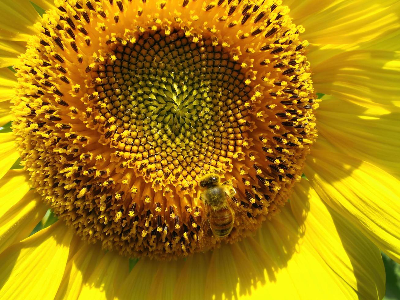 Close up golden yellow color sunflower with a little bee for background wallpaper photo