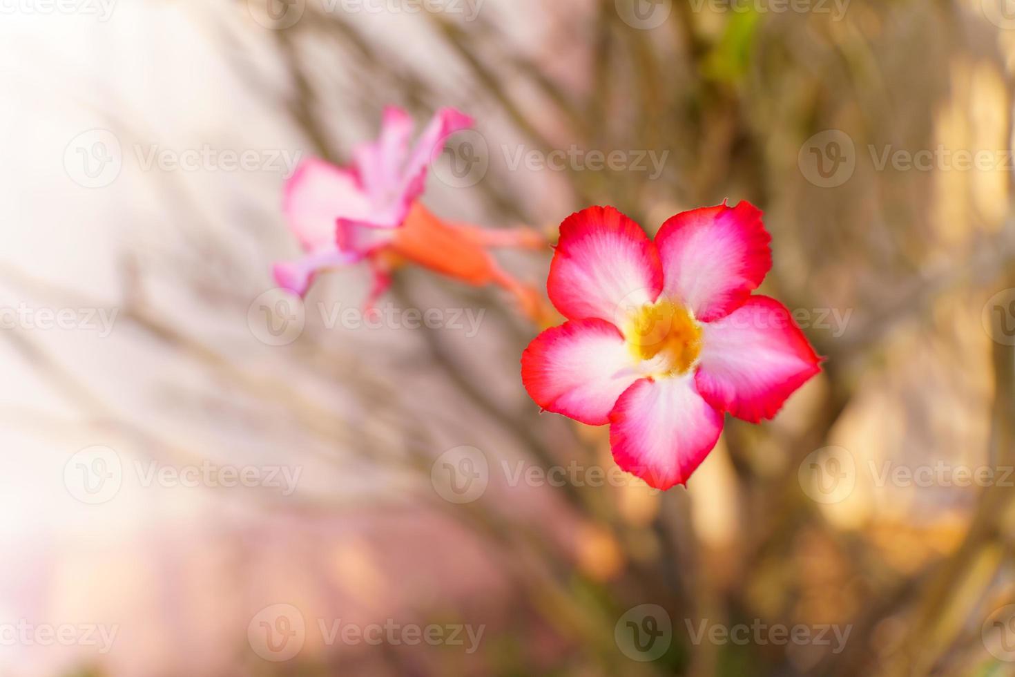 Close-up of pink azalea flowers on blurred background. copy space photo
