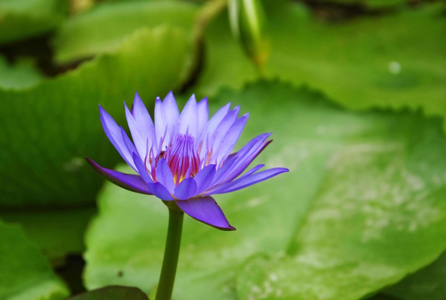 Water Lily in pond photo