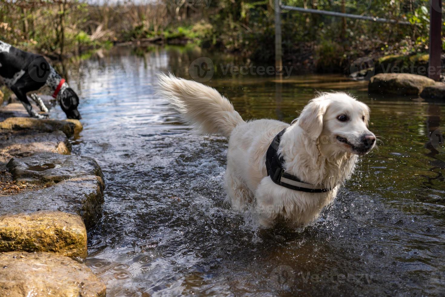 Golden Retriever In River Running photo