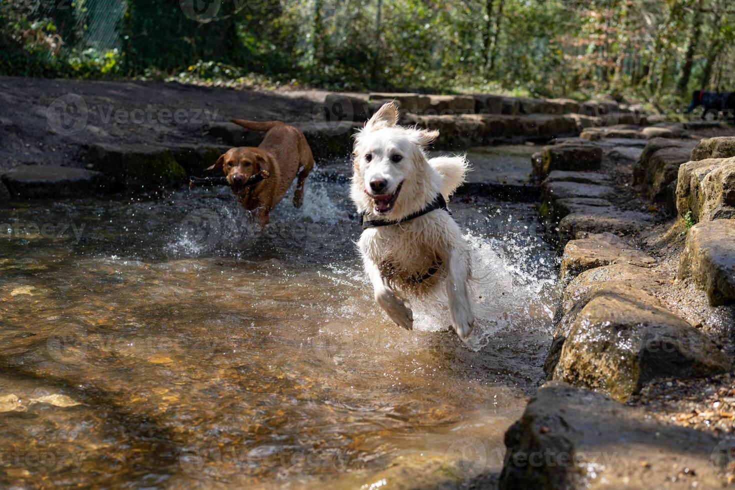 golden retriever en el río sonriendo foto