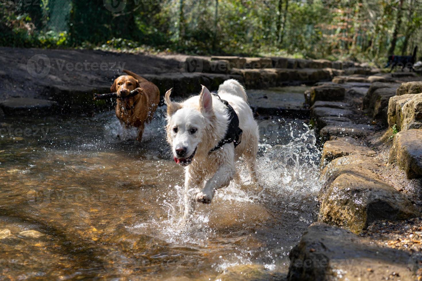 golden retriever en el río sonriendo foto