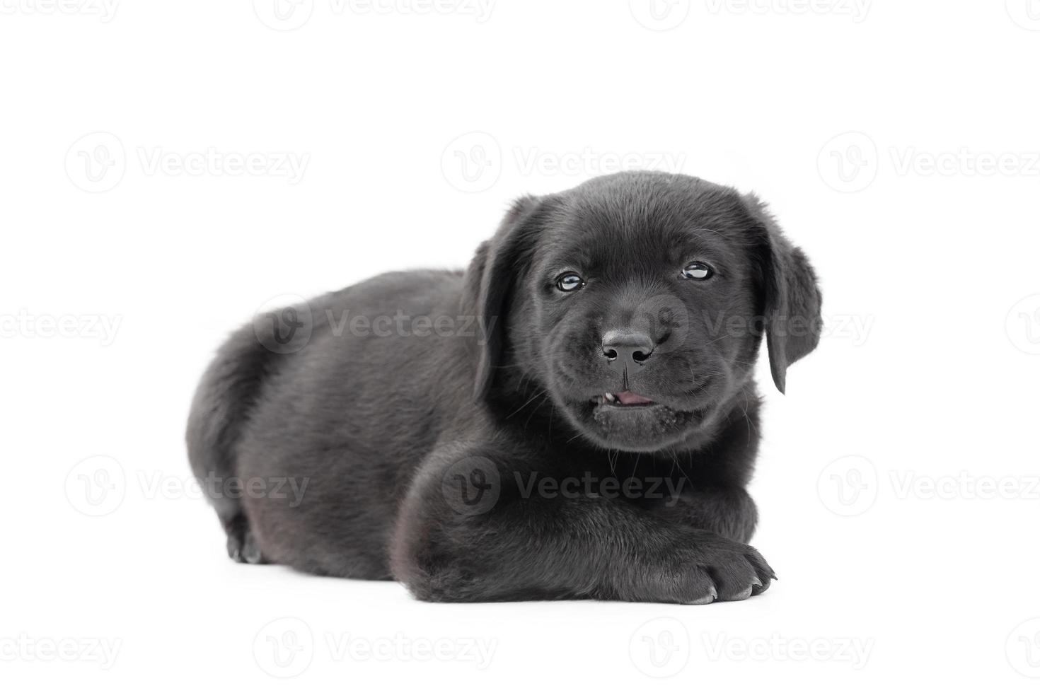 Isolate the dog. Labrador retriever puppy of black color lies on a white background. photo