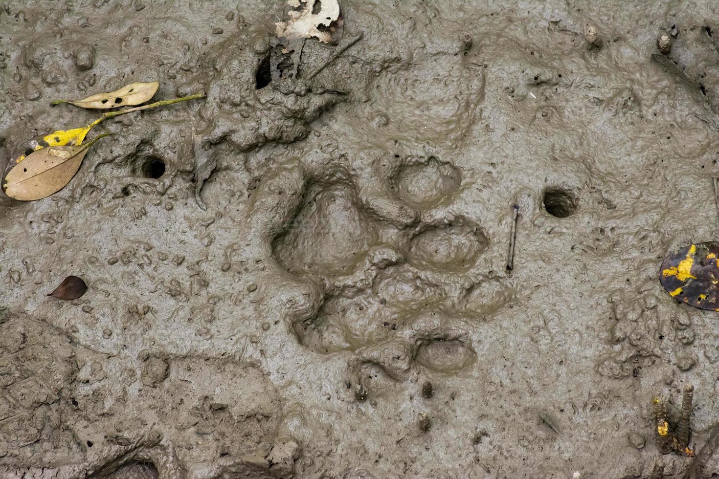 Pugmark of Royal Bengal Tiger on the Muddy Soil of Bangladesh Sundarbans photo