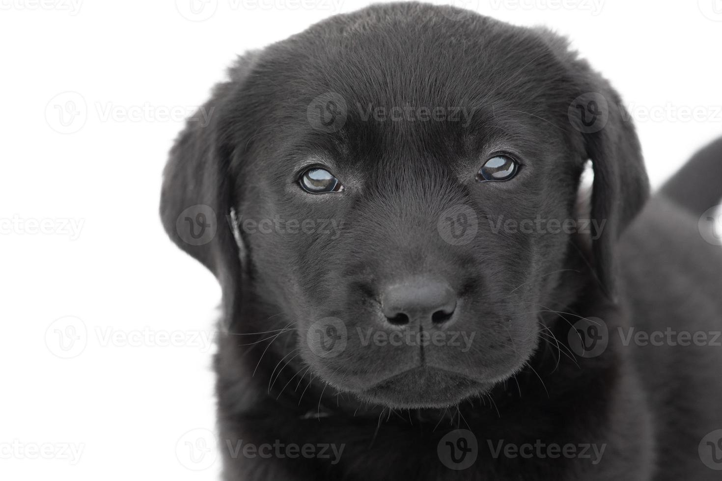 Isolate the dog. Labrador retriever puppy of black color on a white background. photo