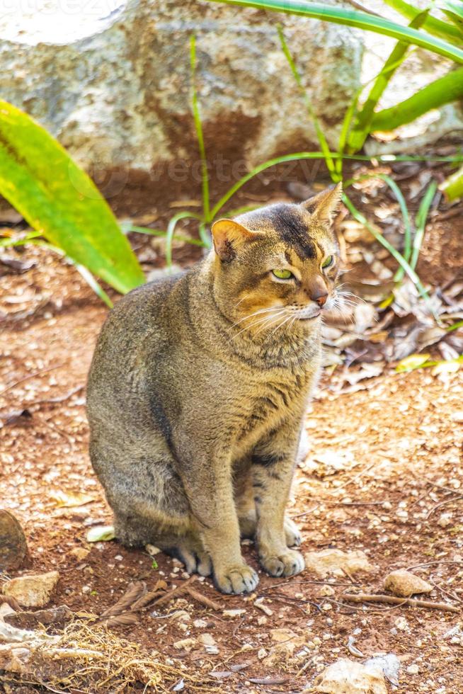 hermoso gato lindo con ojos verdes en la selva tropical de México. foto