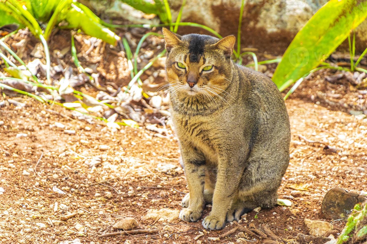 Beautiful cute cat with green eyes in tropical jungle Mexico. photo