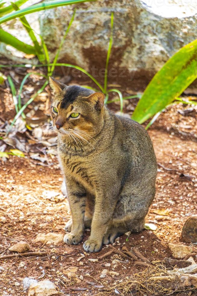 hermoso gato lindo con ojos verdes en la selva tropical de México. foto