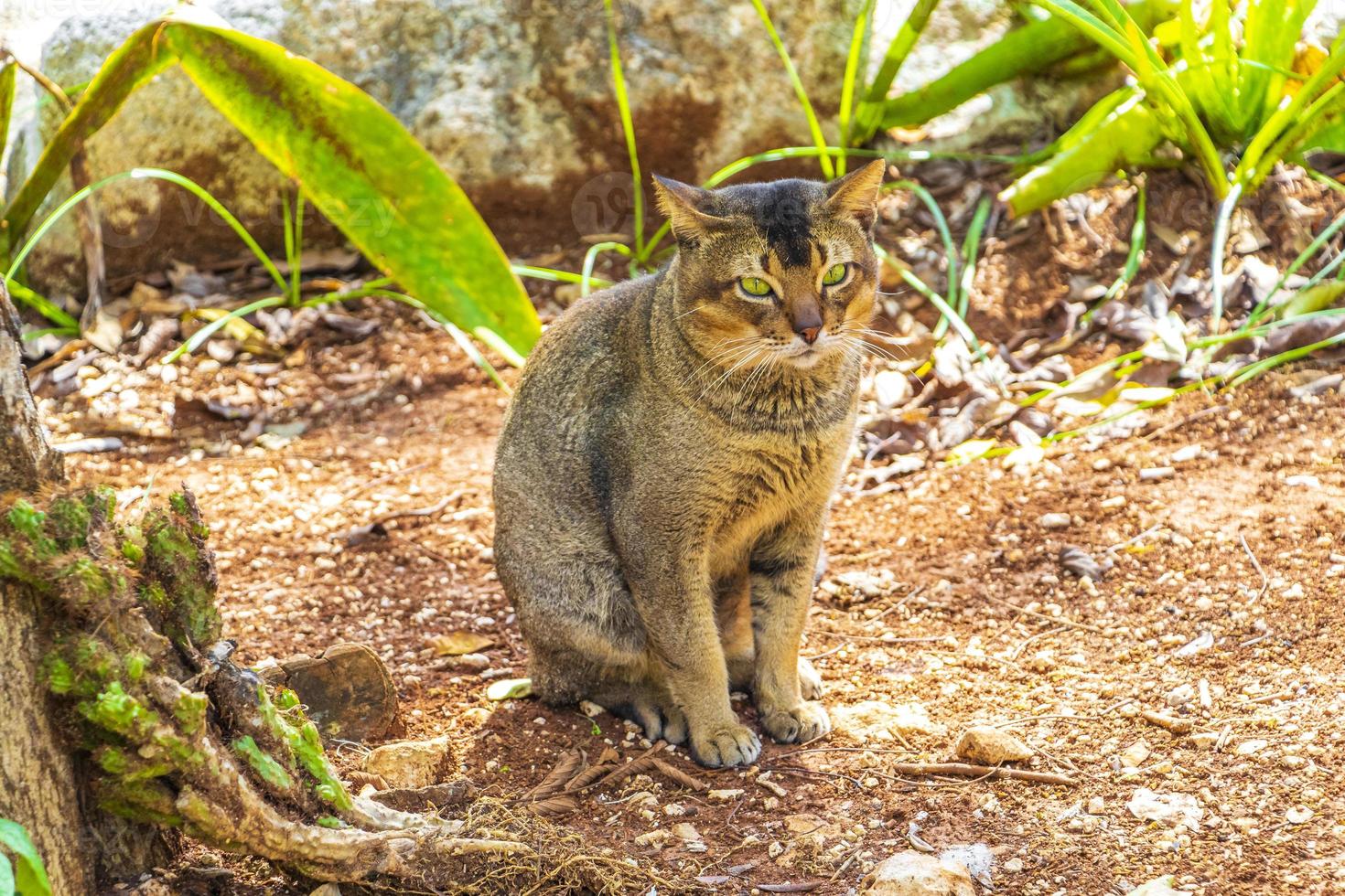 Beautiful cute cat with green eyes in tropical jungle Mexico. photo