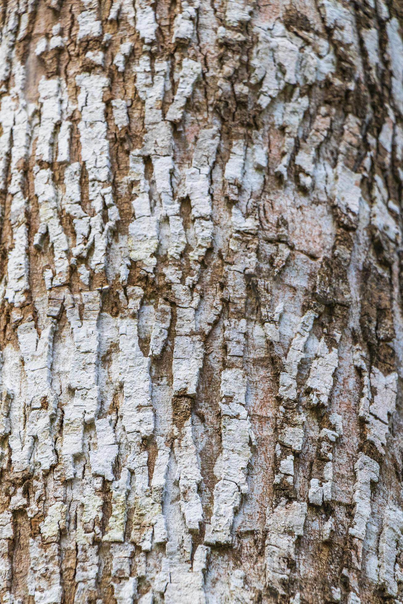 Tropical tree bark texture in natural jungle Mexico. 7139342 Stock