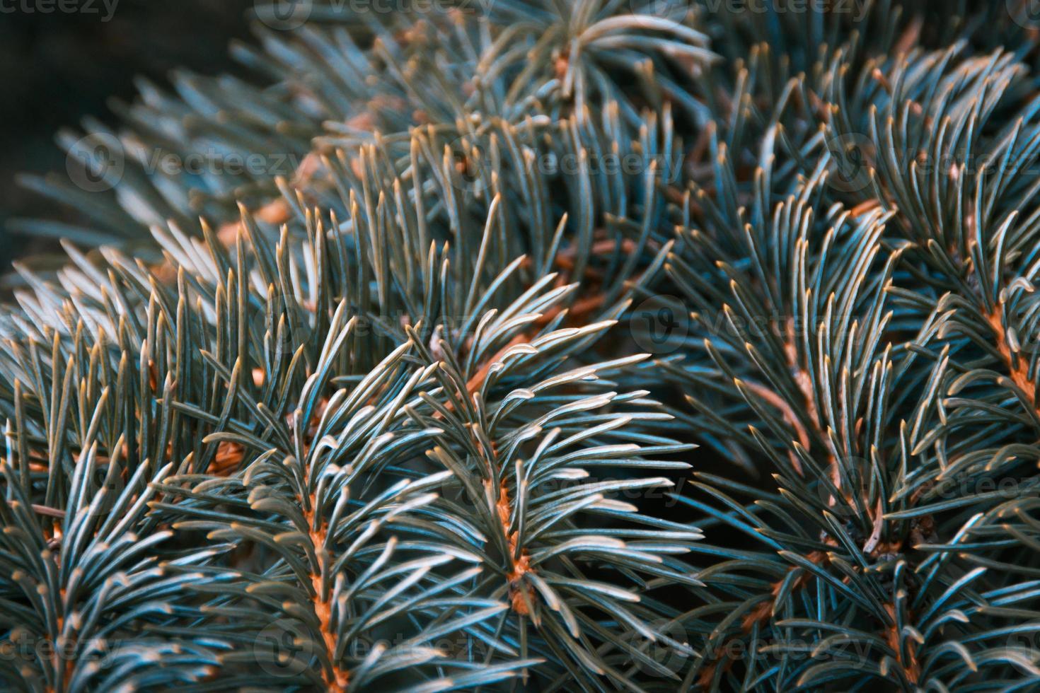 Blue-green fir tree needles pattern and texture photo