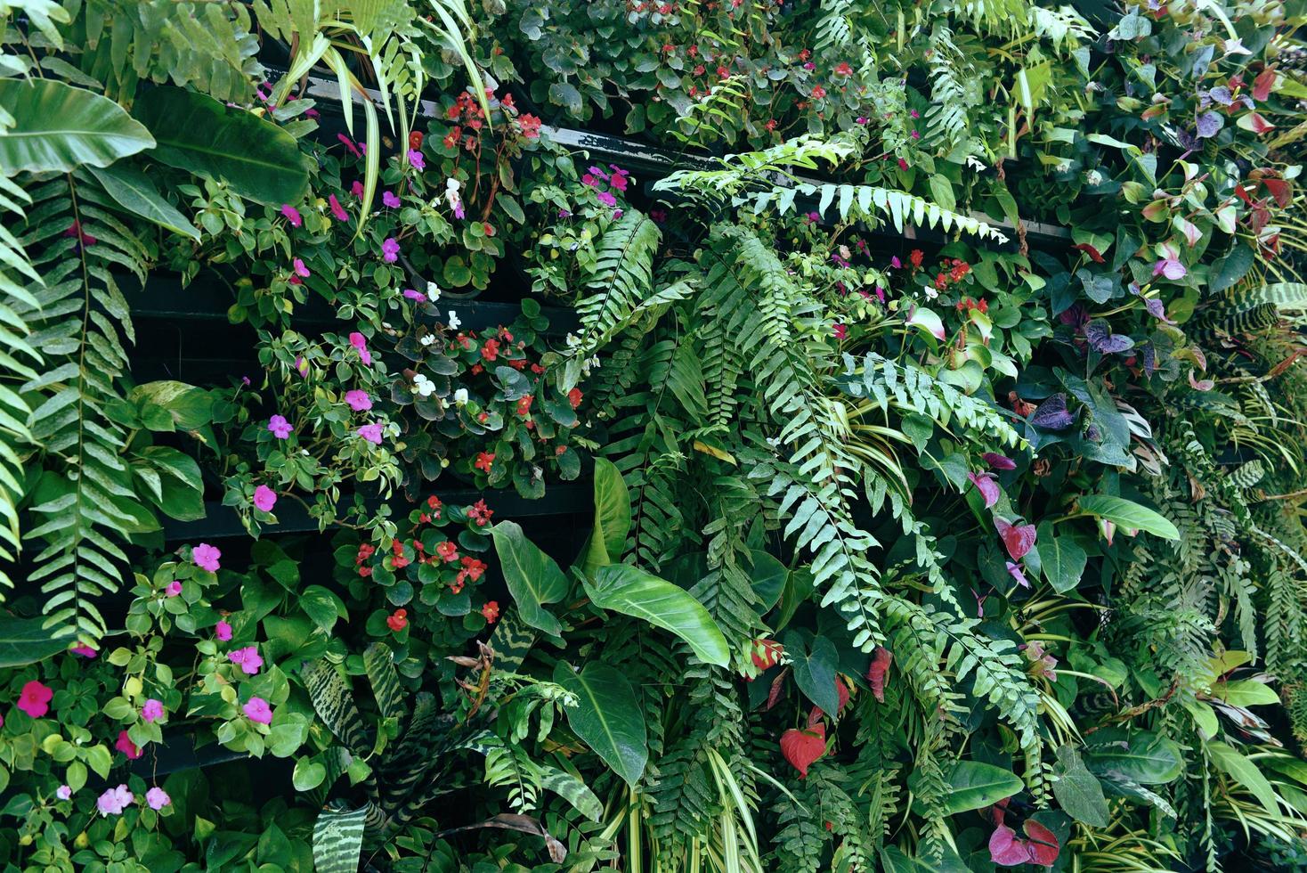 Plant wall with lush green colors, variety plant forest garden on walls orchids various fern leaves jungle palm and flower decorate in the garden rainforest background photo