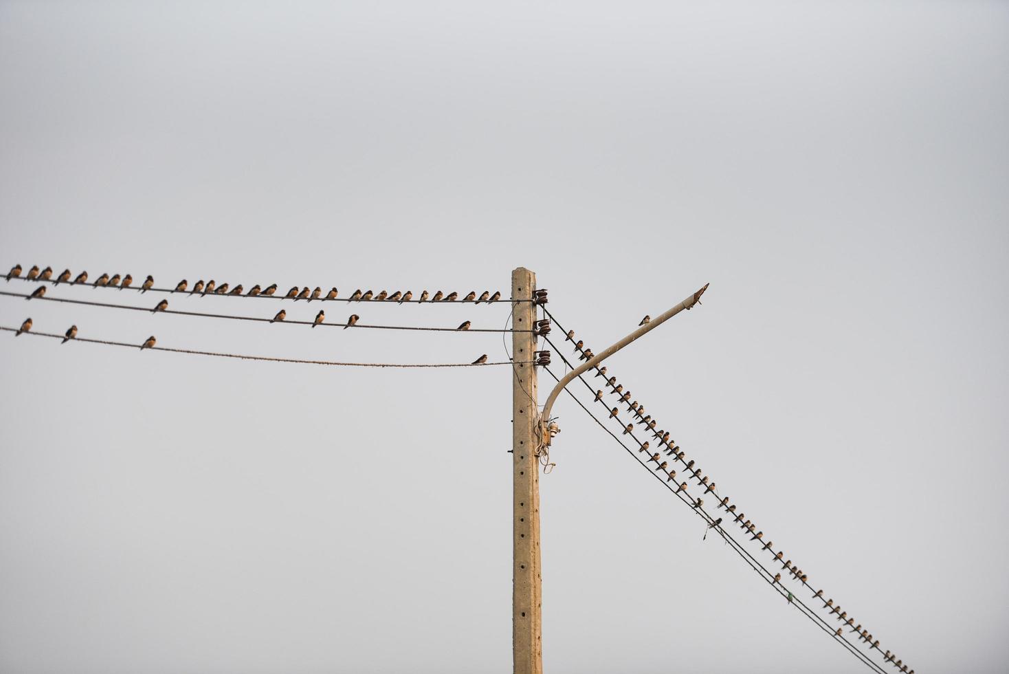 Birds on the wire, Little birds on a cable photo