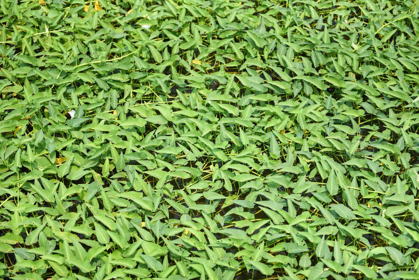 crecimiento de la planta de la gloria de la mañana en el estanque, hierba de agua vegetal de la gloria de la mañana foto