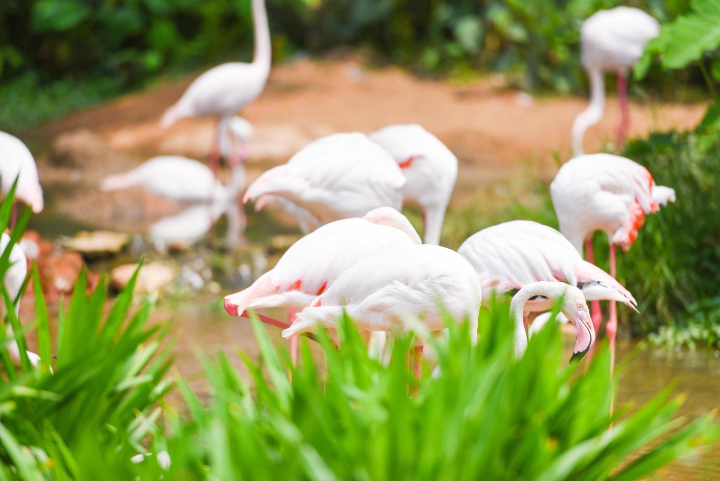 Flamingo bird pink beautiful at lake river nature tropical animals - Greater Flamingo photo