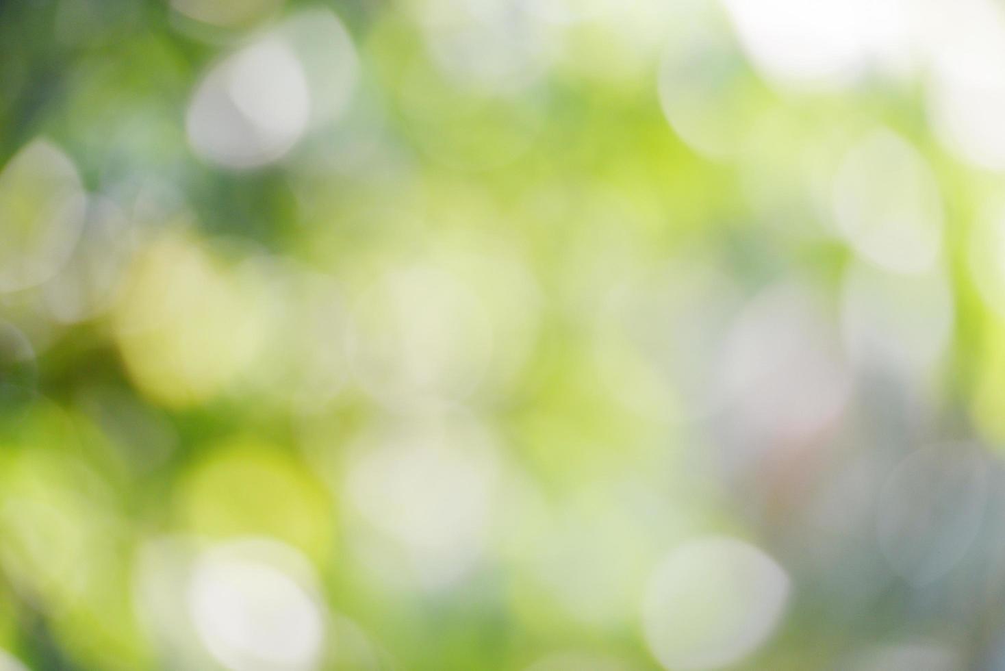 abstract blur background green bokeh out of focus in the nature forest photo