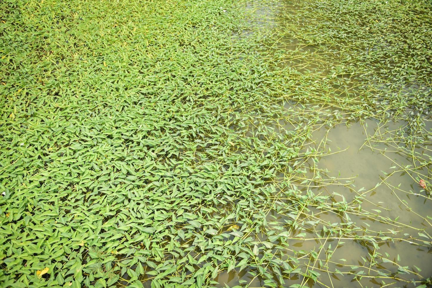 crecimiento de la planta de la gloria de la mañana en el estanque, hierba de agua vegetal de la gloria de la mañana foto