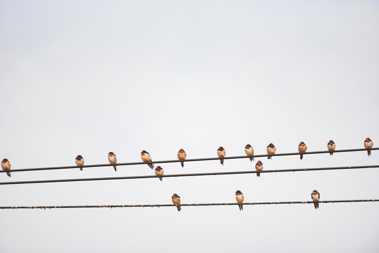 Birds on the wire, Little birds on a cable photo