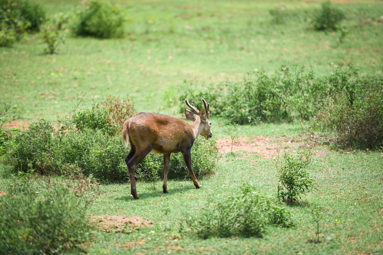 Eld's deer, Thamin, Brow-antlered deer in the green meadow photo