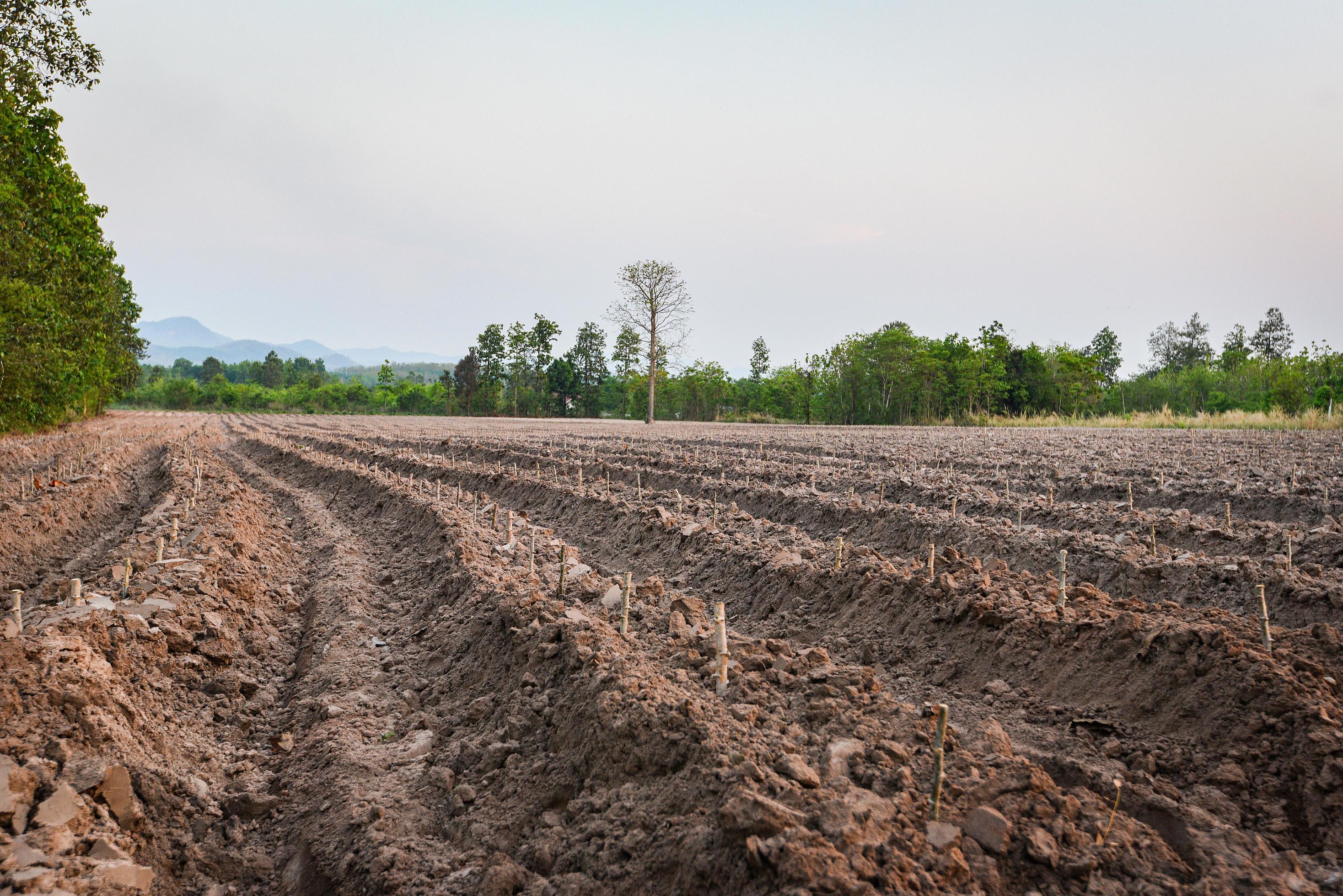Agriculture plow prepare the soil for begin planting cassava field