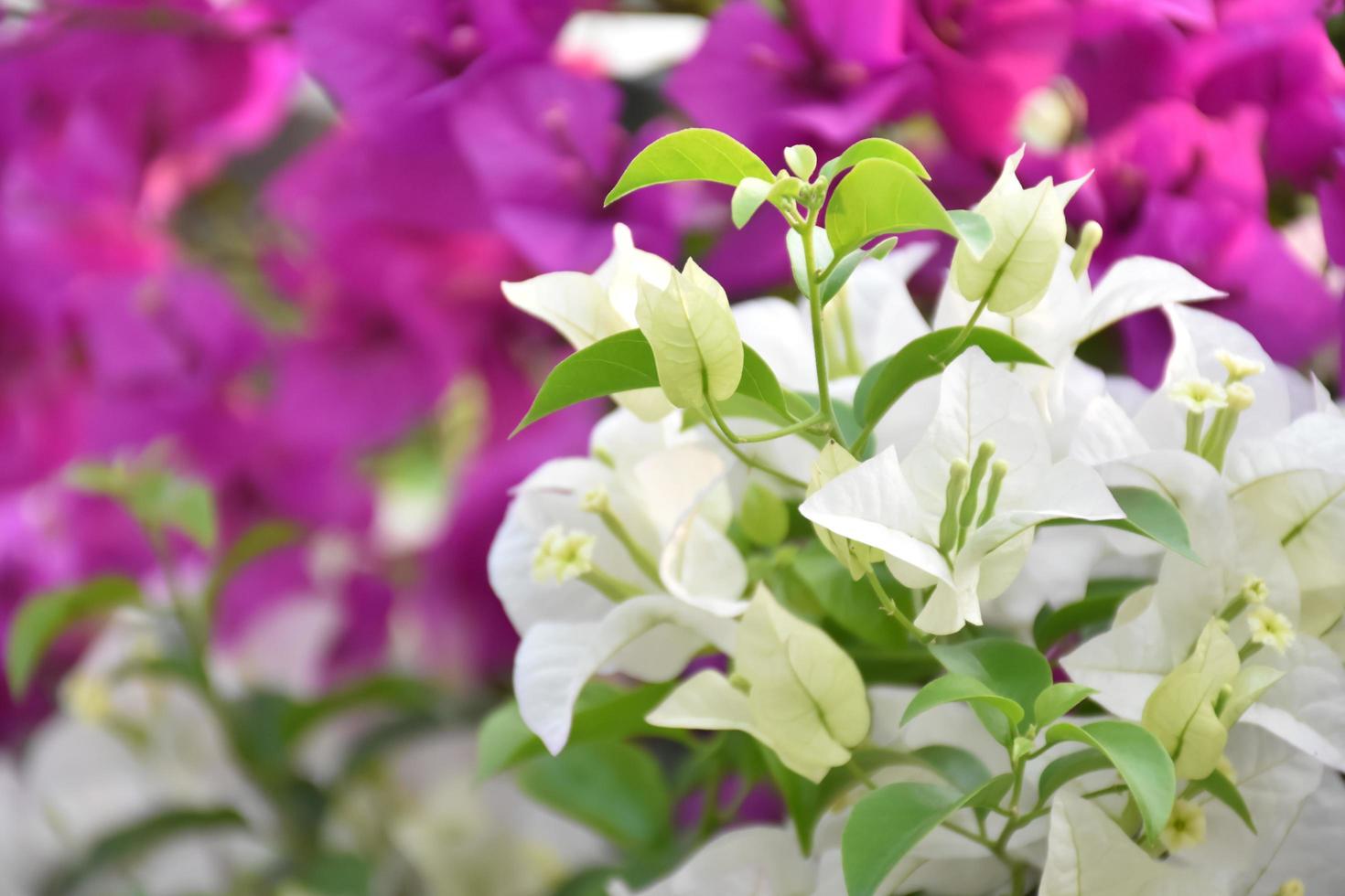 Bougainvillea flower in the morning with blurred background photo