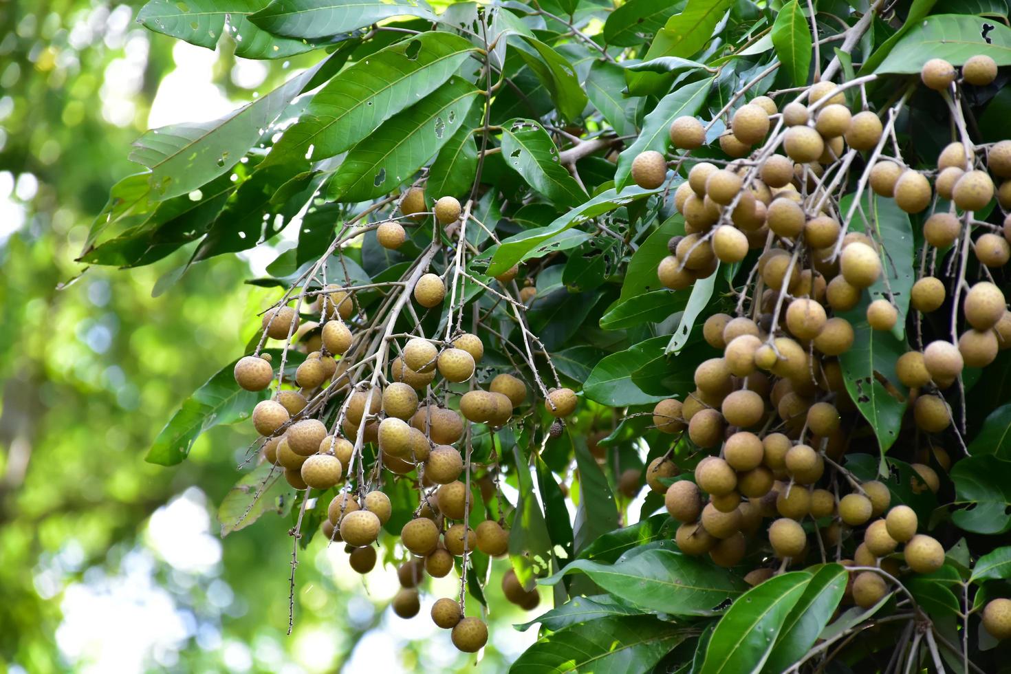 Longan fruits in asian country. photo