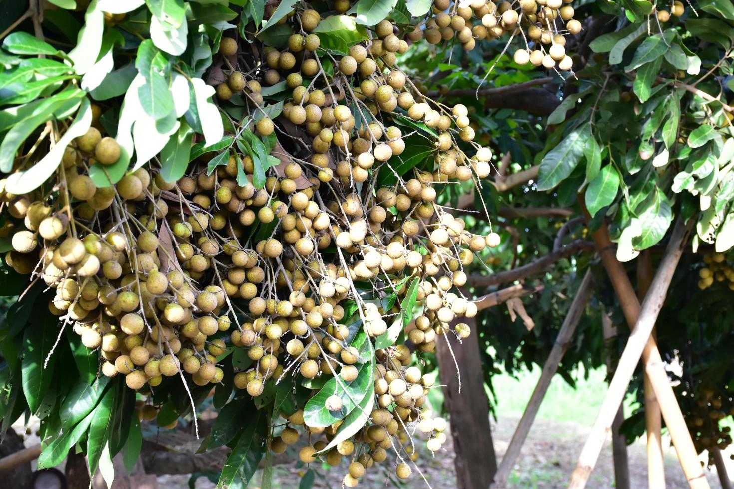frutas longan en el país asiático. foto
