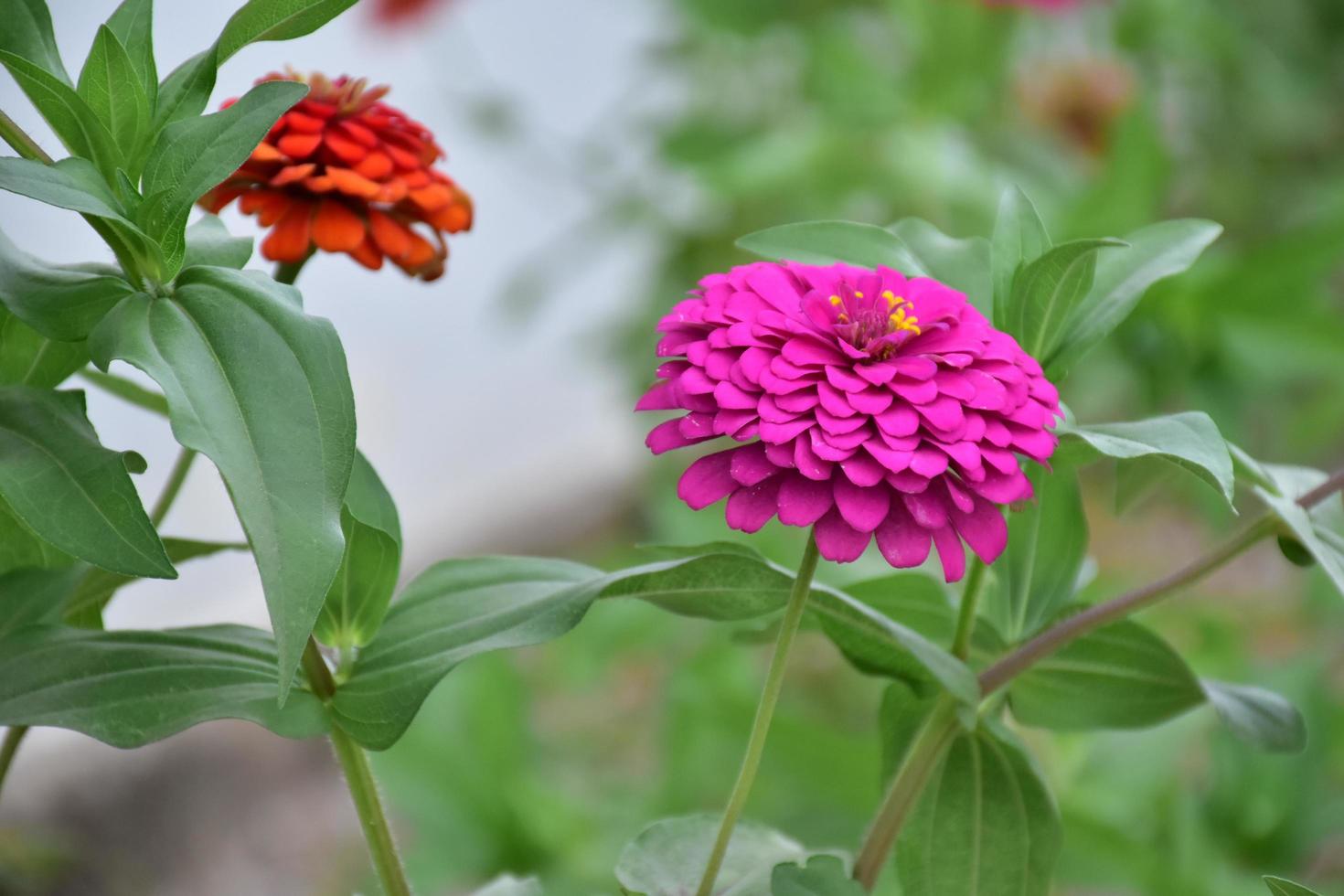 Zinnia flower growing in flower bed near home, photo