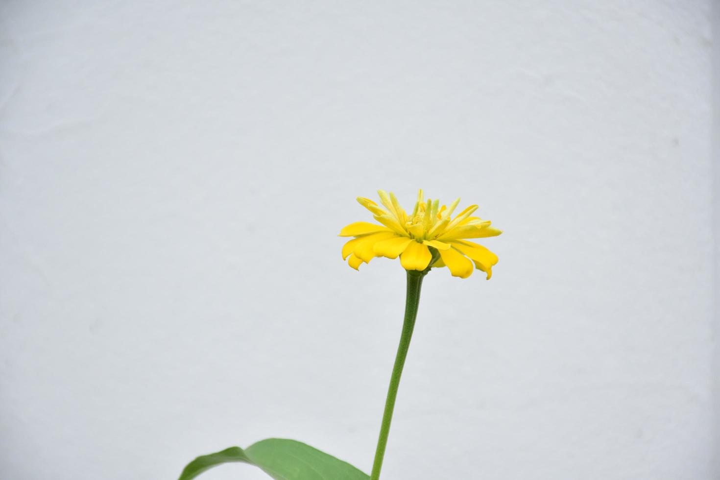flor de zinnia que crece en un lecho de flores cerca de casa, foto