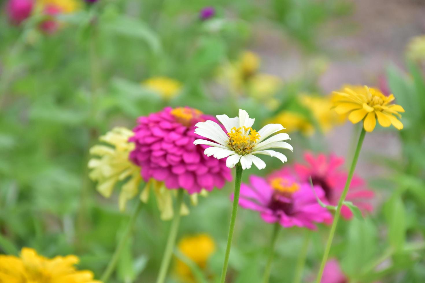 Zinnia flowers in flower bed, natural background. photo