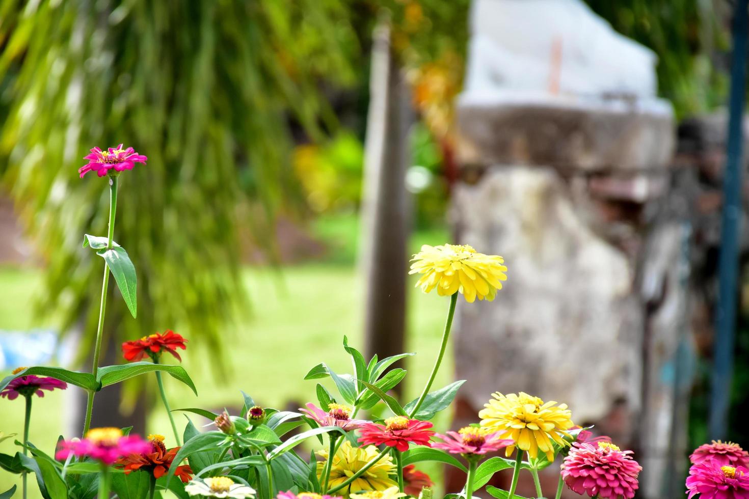 Zinnia flower growing in flower bed near home, photo