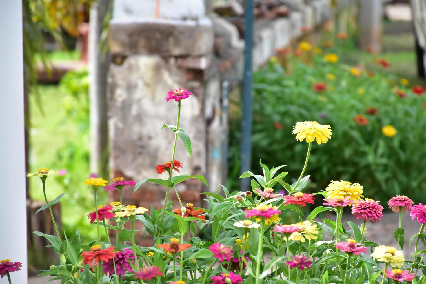 Zinnia flower growing in flower bed near home, photo