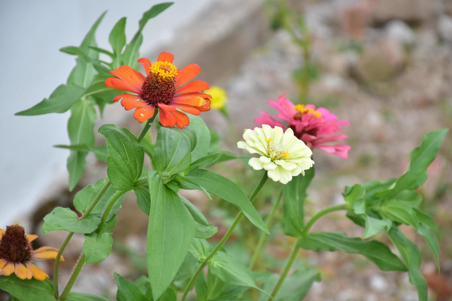 Zinnia flowers in flower bed, natural background. photo
