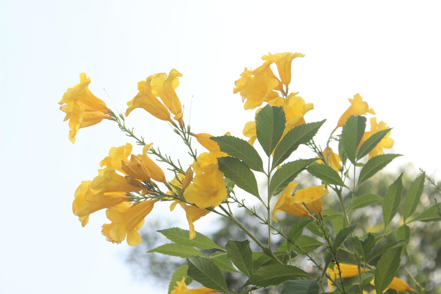 Yellow elder, Trumpetbush, Trumpetflower, Yellow trumpet-flower, Yellow trumpetbush photo