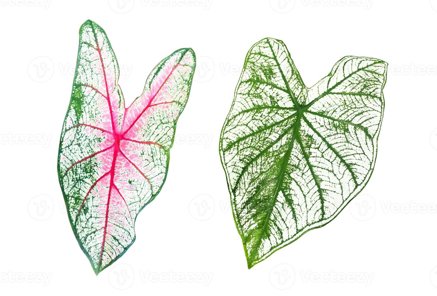 Isolated Heart of Jesus or Caladium bicolor leaf with clipping paths. photo