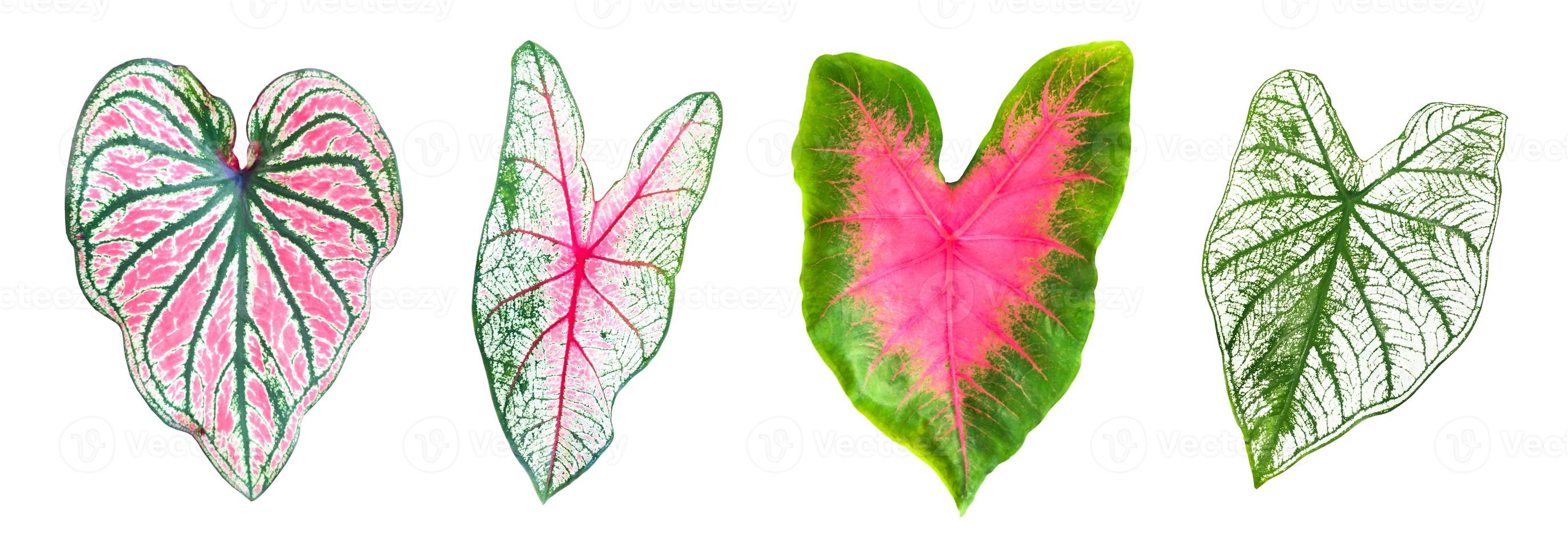 isolated heart of jesus leaf or elephant ear leaf with clipping paths. photo