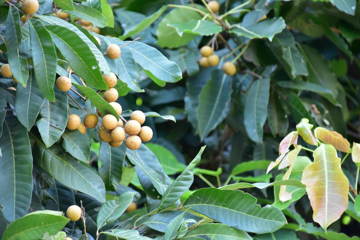 Longan fruits in asian country. photo