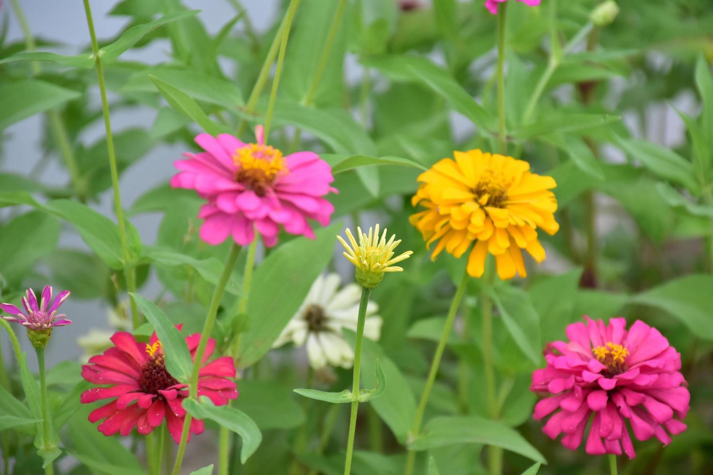 Zinnia flowers in flower bed, natural background. photo