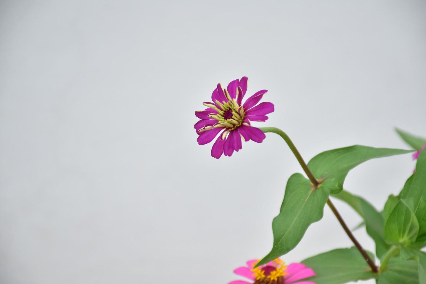 Zinnia flower growing in flower bed near home, photo