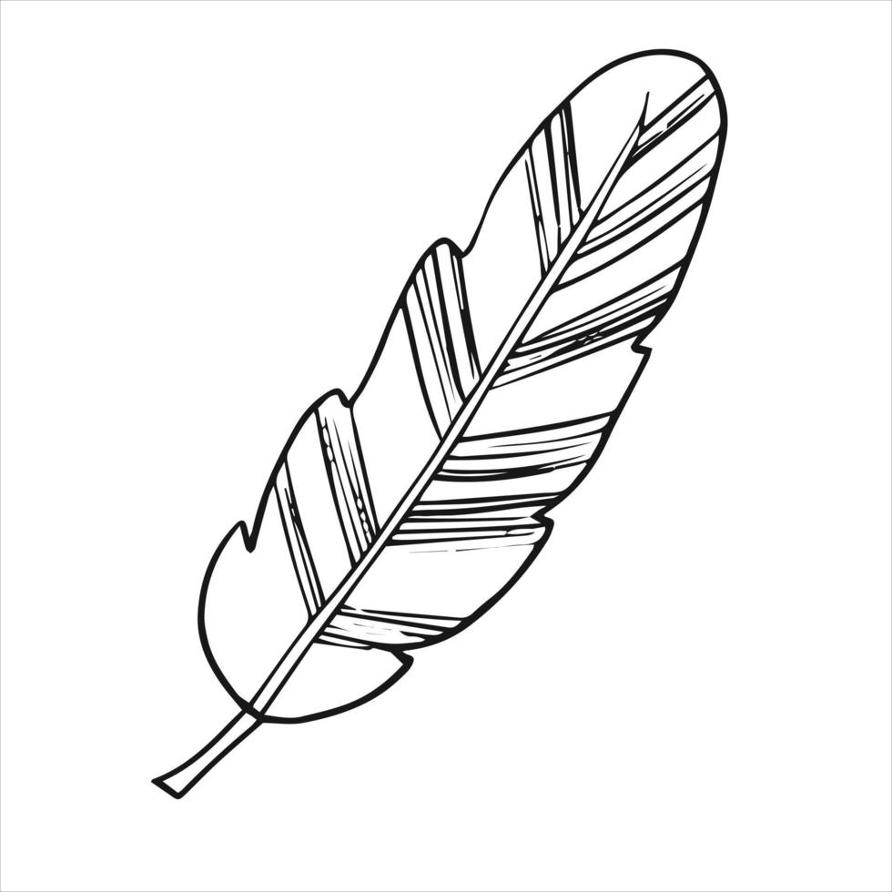 Feather Linear drawing. Simple shapes, minimalism. Natural elements for design. Hand drawn vector print