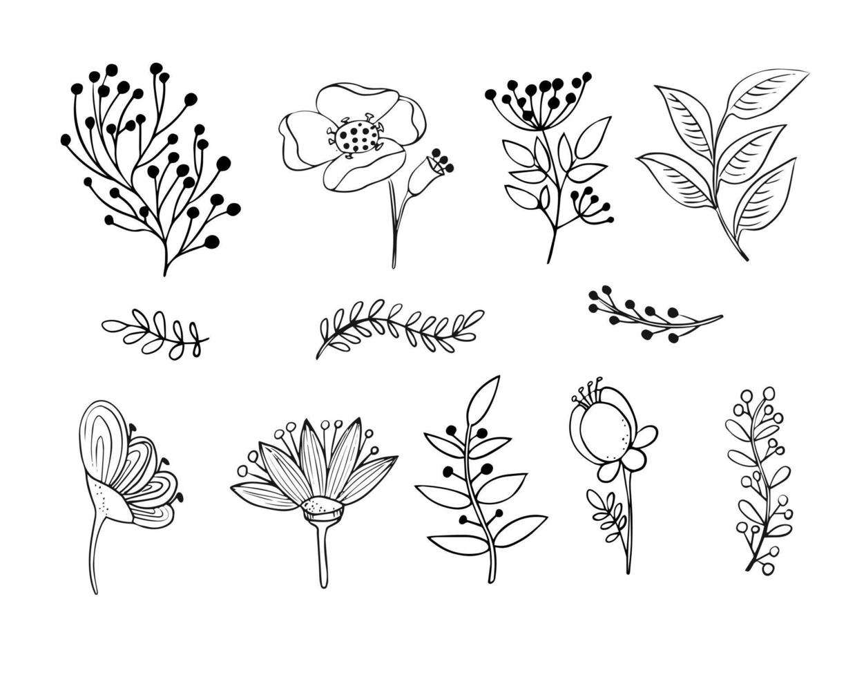 A set of botanical elements. Flower, branch with leaves, field grass. hand drawn line art. Black and white Natural plants for design vector