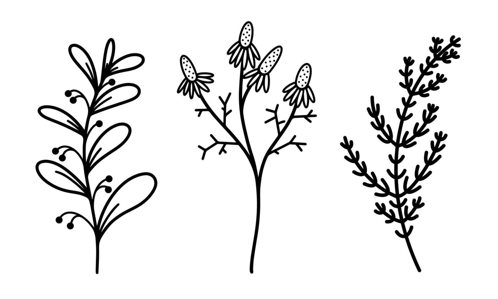 Twigs with leaves and berries vector set. Plant branches and wild flowers. Hand-drawn herbs. Doodle botanical elements. Isolated grass on a white background. The contour of the sprout.