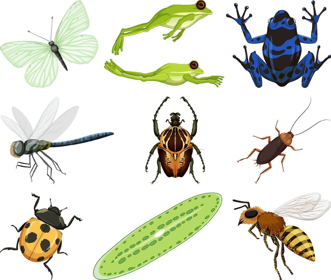 Different kinds of insects and animals on white background vector