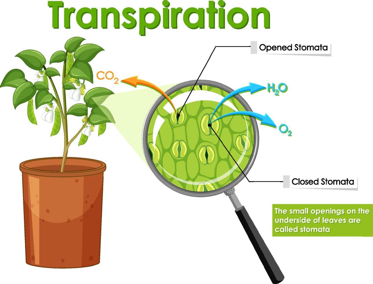 diagrama que muestra la transpiración en la planta vector