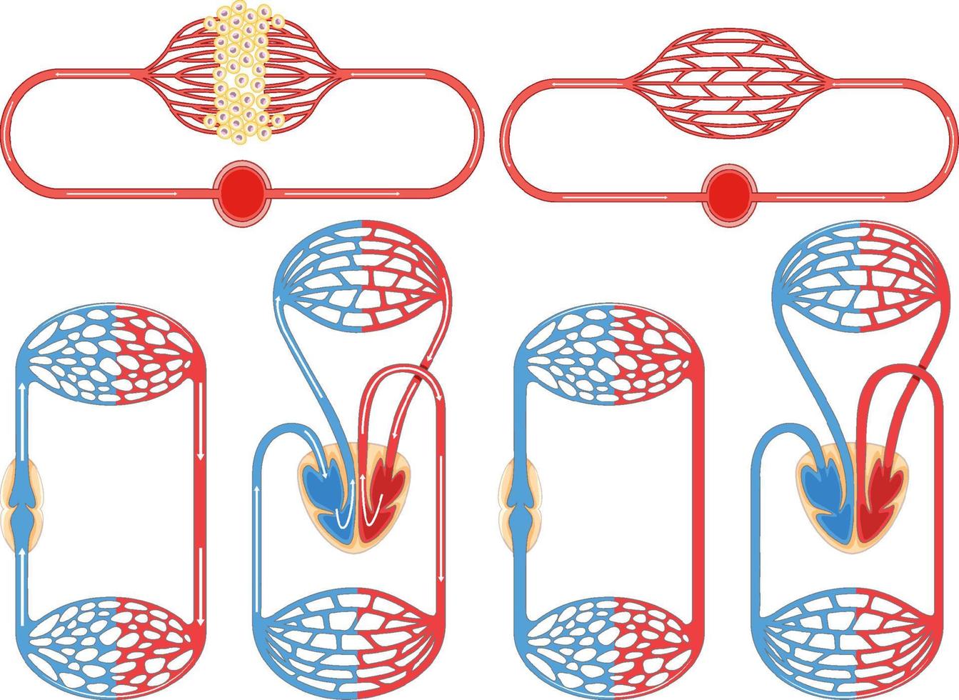 Set of cell division process vector